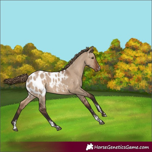 Horse Color:Powder White Liver Red Dun Appaloosa