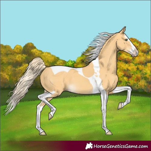 Horse Color:Gold Cream Champagne Splash Tobiano 