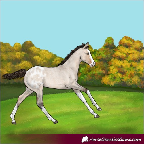Horse Color:Brown Roan Dun Splash Appaloosa