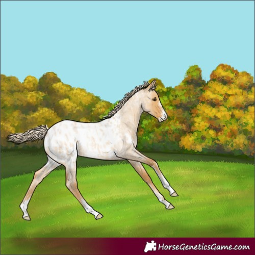 Horse Color:Powder White Palomino Roan Dun Appaloosa Rabicano