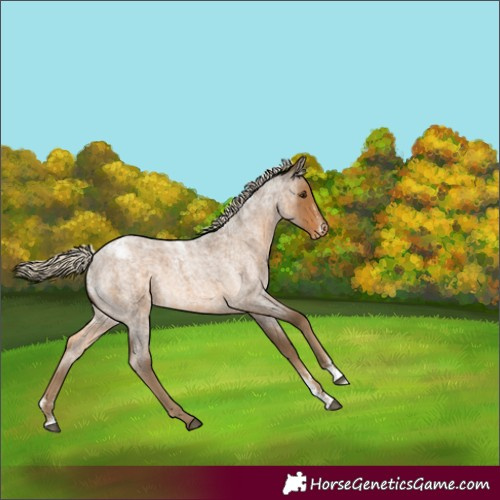 Horse Color:Powder White Chocolate Palomino Roan Appaloosa
