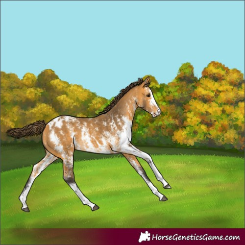 Horse Color:Buckskin Sabino Appaloosa 