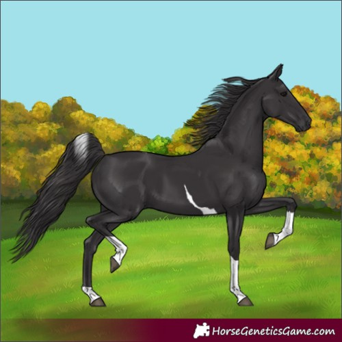 Horse Color:Smoky Black Tobiano 
