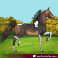 Horse Color:Buckskin Tobiano 