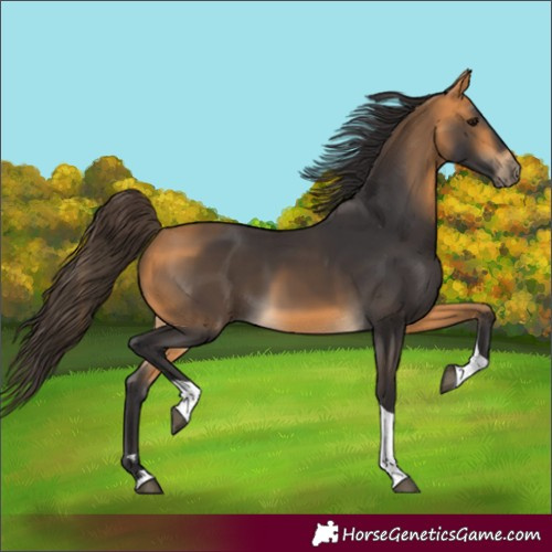 Horse Color:Buckskin Tobiano 