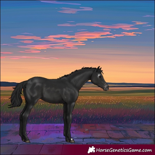 Horse Color:Gray Smoky Black Appaloosa Rabicano