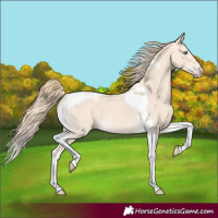 Horse Color:Perlino Tobiano