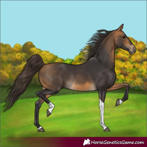 Horse Color:Buckskin Tobiano Rabicano 