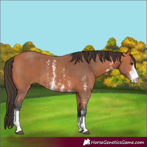Horse Color:Bay Sabino