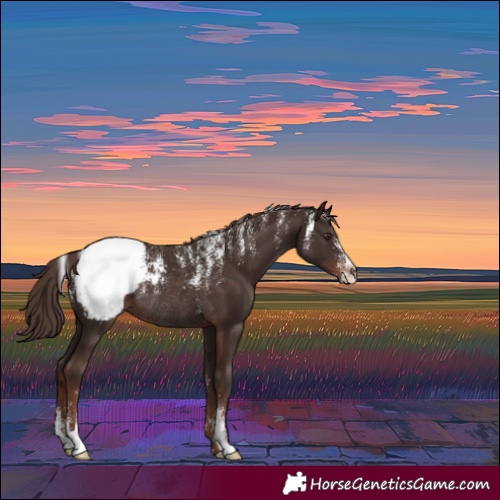Horse Color:Powder White Liver Chestnut Appaloosa Rabicano 