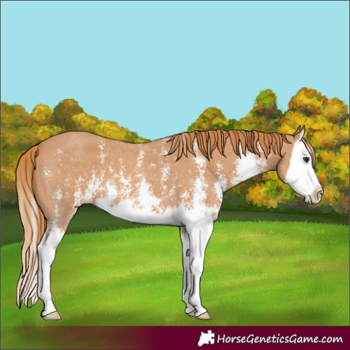 Horse Color:Chestnut Sabino Splash 
