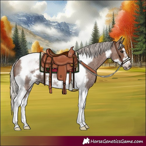 Horse Color:Silver Blue Roan Tobiano Frame Rabicano 
