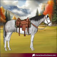 Horse Color:Brown Roan Splash 