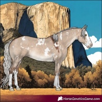 Horse Color:White Spotted Silver Brown Dun Sabino Splash Rabicano
