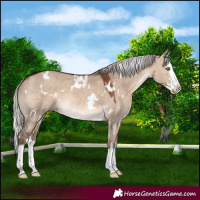 Horse Color:White Spotted Silver Brown Dun Sabino Splash Rabicano 