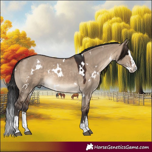 Horse Color:White Spotted Brown Dun Splash Rabicano 