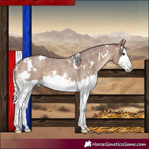 Horse Color:White Spotted Silver Brown Roan Dun Splash Rabicano 
