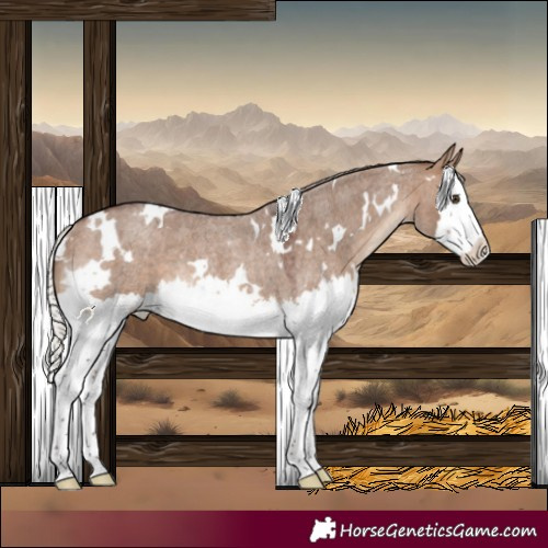Horse Color:White Spotted Silver Brown Roan Dun Splash Rabicano 