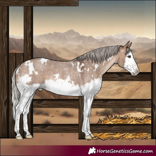 Horse Color:White Spotted Silver Brown Roan Dun Splash Rabicano 