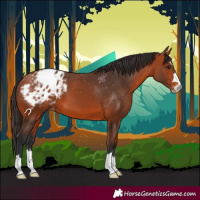Horse Color:Bay Appaloosa 