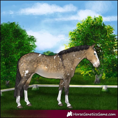Horse Color:White Spotted Buckskin Dun Splash Rabicano 