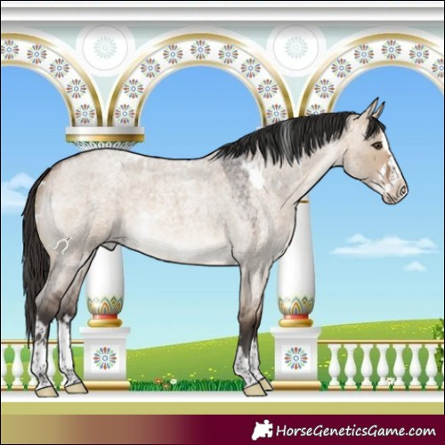 Horse Color:White Spotted Brown Roan Dun Splash Rabicano 