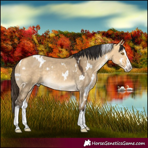 Horse Color:White Spotted Buckskin Dun Splash Rabicano 