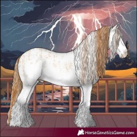 Horse Color:White Spotted Red Dun and White Spotted Red Dun Splash