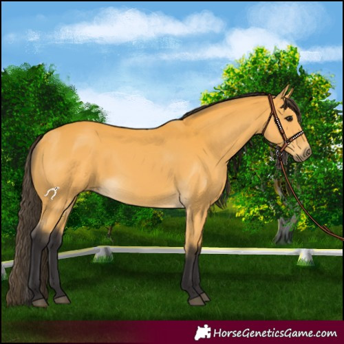 Horse Color:Buckskin 
