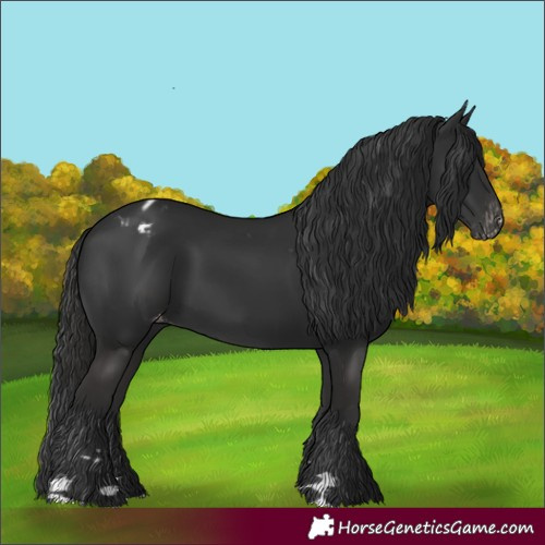 Horse Color:Liver Chestnut Appaloosa