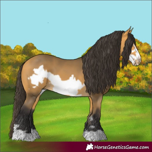 Horse Color:Buckskin Frame 