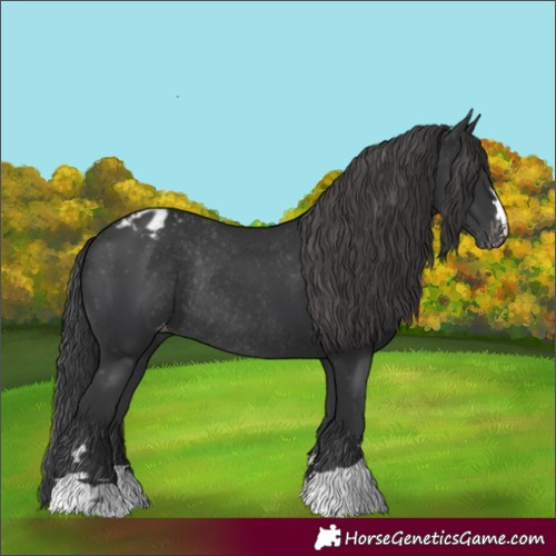 Horse Color:Black Appaloosa Rabicano