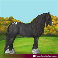 Horse Color:Black Appaloosa Rabicano 