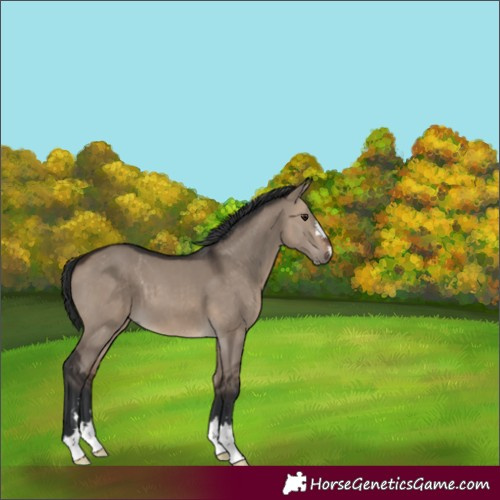Horse Color:Brown Dun 