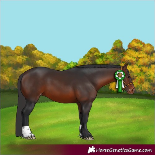Horse Color:Brown Appaloosa