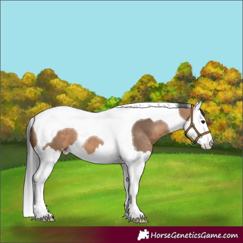 Horse Color:Brown Dun Splash Tobiano 