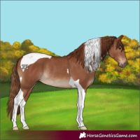 Horse Color:Chestnut Tobiano Rabicano 