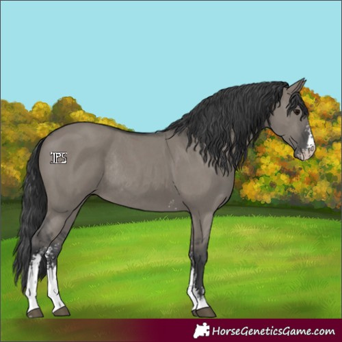 Horse Color:Grullo Sabino Rabicano 
