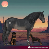 Horse Color:Black 