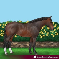 Horse Color:Brown Rabicano and Brown Rabicano