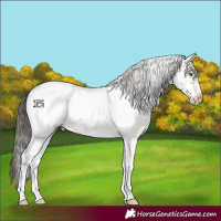 Horse Color:White Spotted Classic Cream Champagne Ice Frame