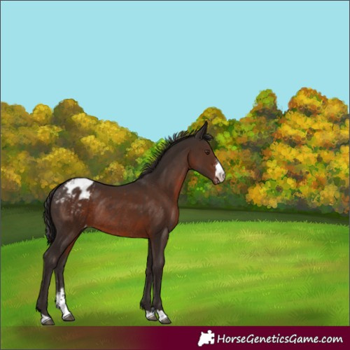 Horse Color:Liver Chestnut Sabino Appaloosa Rabicano