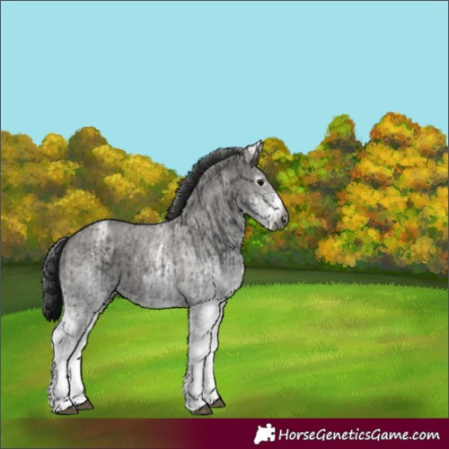 Horse Color:Gray White Spotted Black  and Gray White Spotted Grullo 