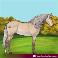 Horse Color:Silver Bay Dun 