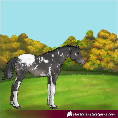 Horse Color:White Spotted Black Tobiano Snowcap Rabicano 