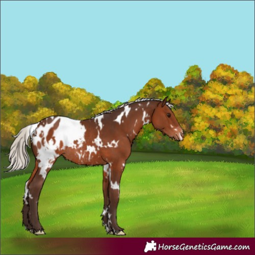 Horse Color:White Spotted Silver Brown Blanket Rabicano 