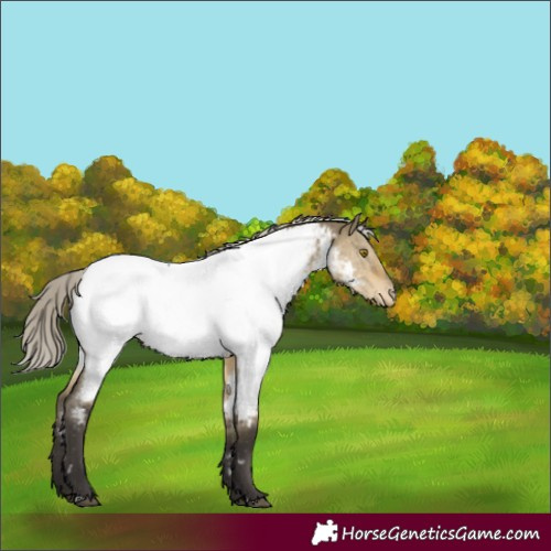 Horse Color:White Spotted Silver Buckskin Dun Near Fewspot 