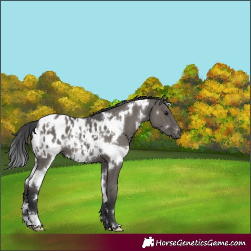 Horse Color:White Spotted Grullo Blanket 