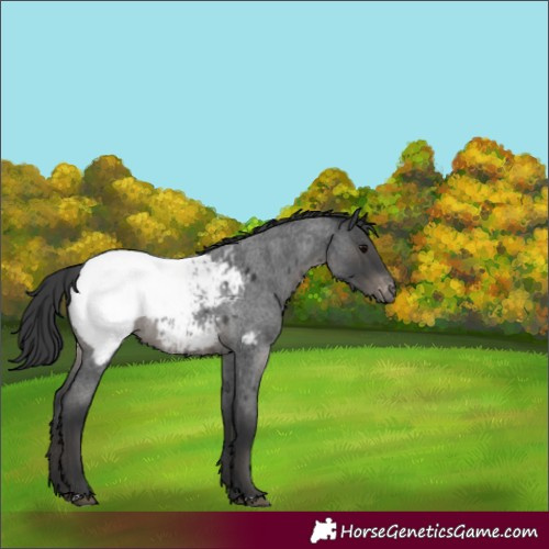 Horse Color:Blue Roan Snowcap 