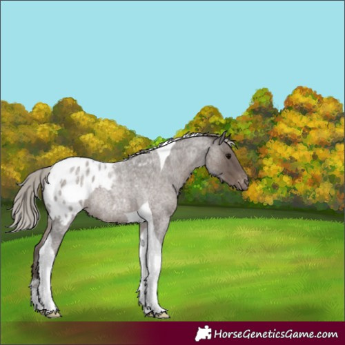 Horse Color:Silver Blue Roan Tobiano Blanket Rabicano 